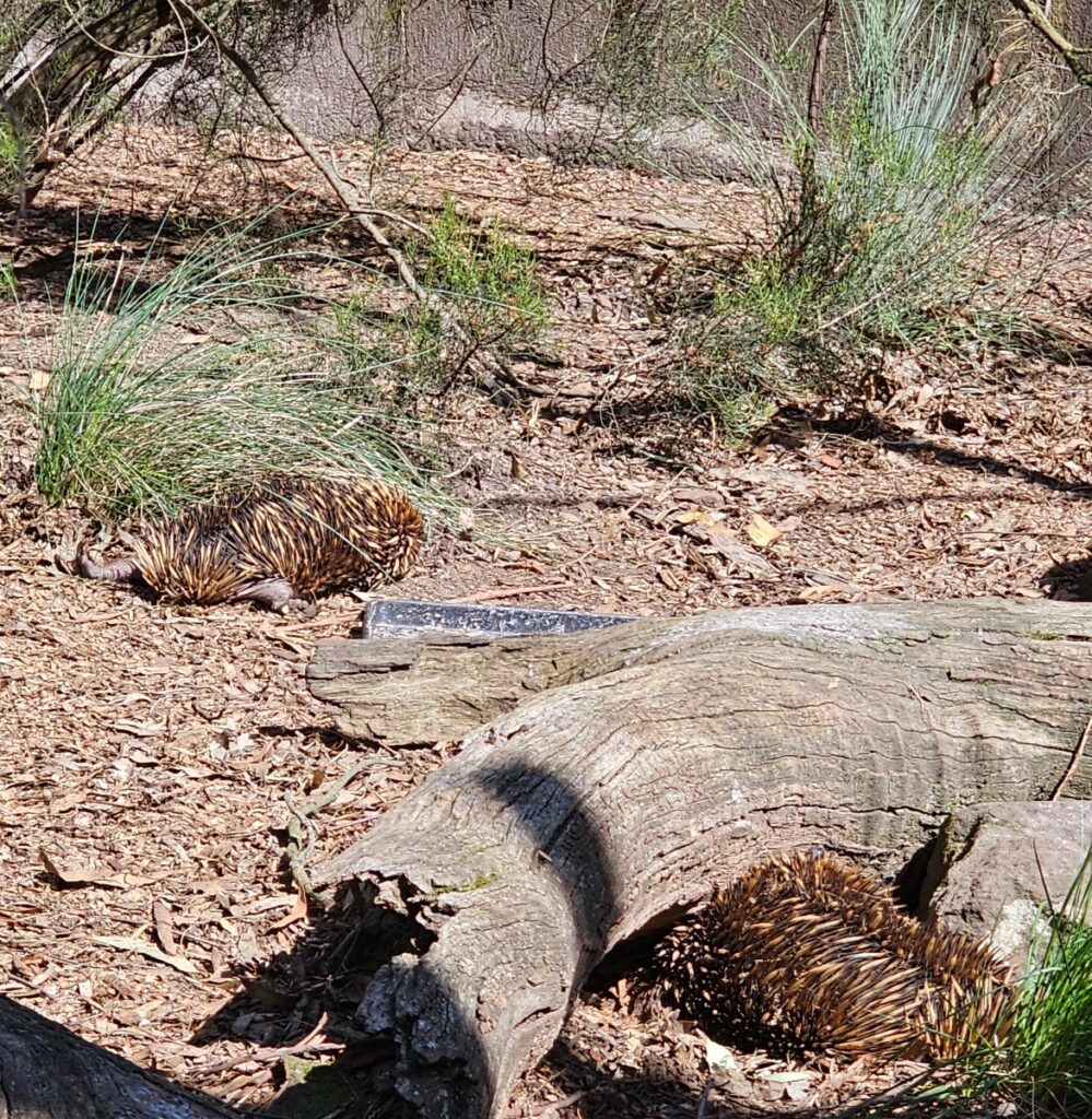 Echidnas