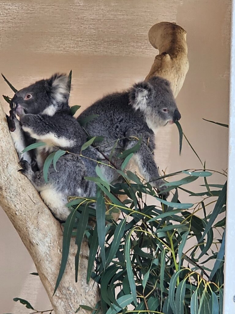 Koalas in Cleland Wilderness Park