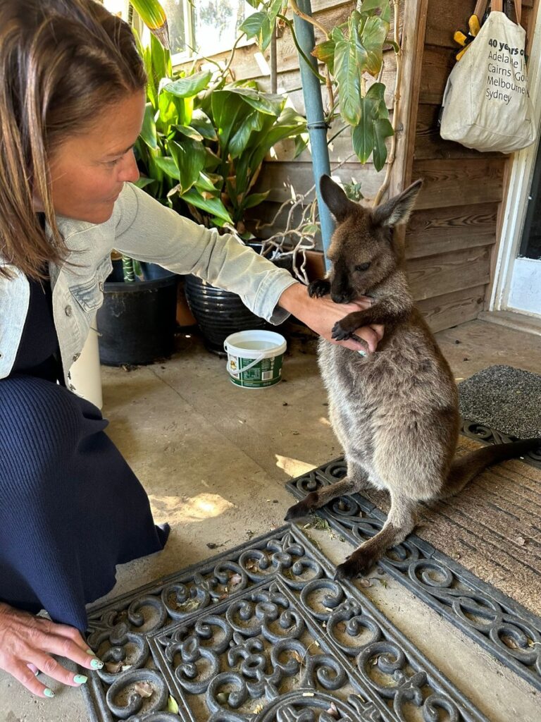 Orphaned Lucy Kangaroo