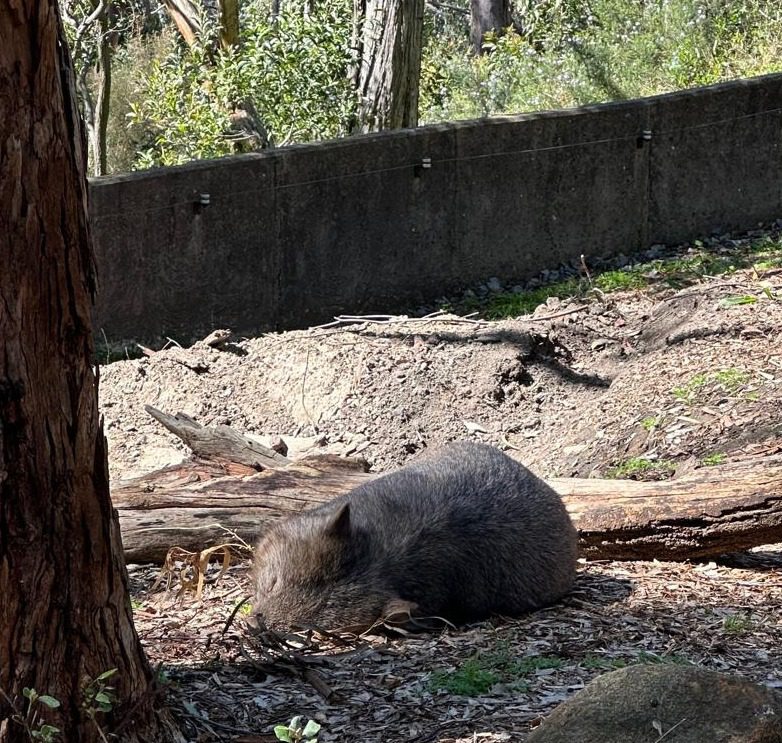 Wombat